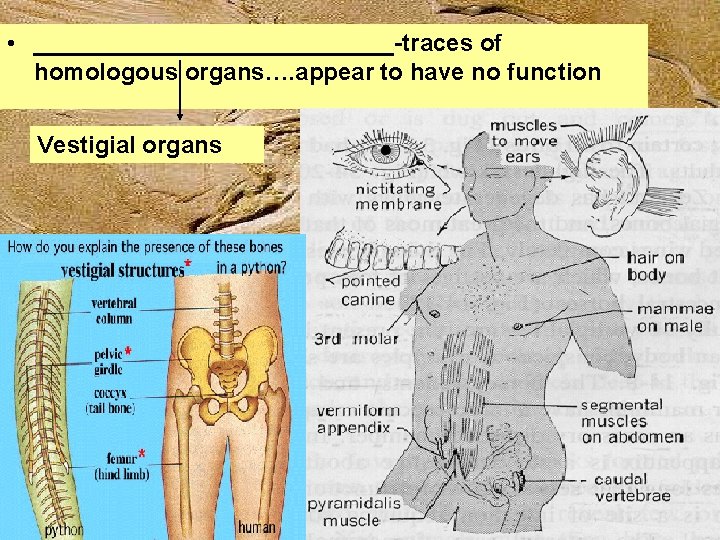  • ______________-traces of homologous organs…. appear to have no function Vestigial organs 