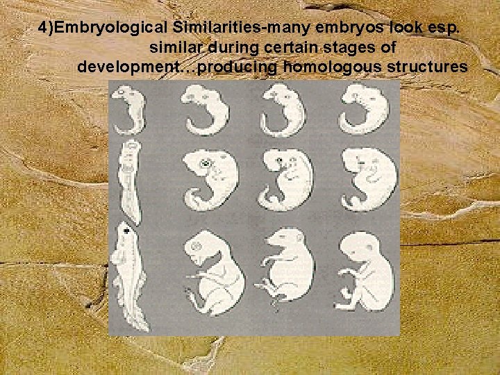 4)Embryological Similarities-many embryos look esp. similar during certain stages of development…producing homologous structures 