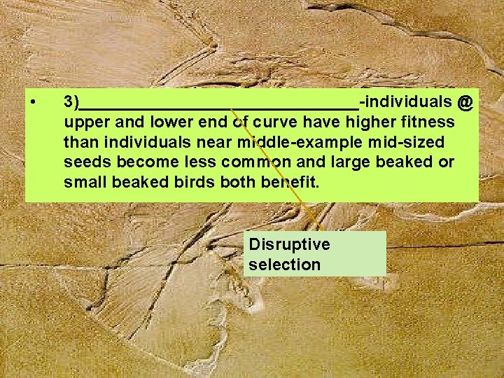  • 3)_______________-individuals @ upper and lower end of curve have higher fitness than