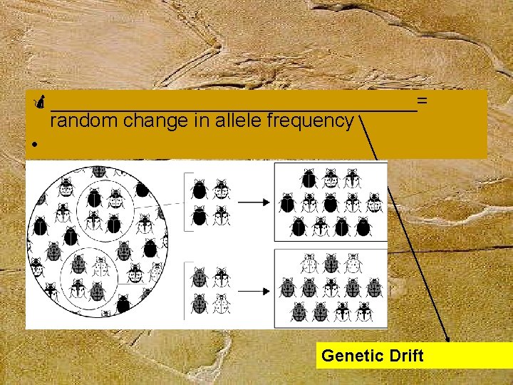  _________________= random change in allele frequency • Genetic Drift 