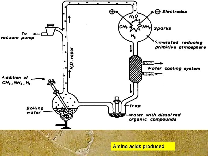 Amino acids produced 