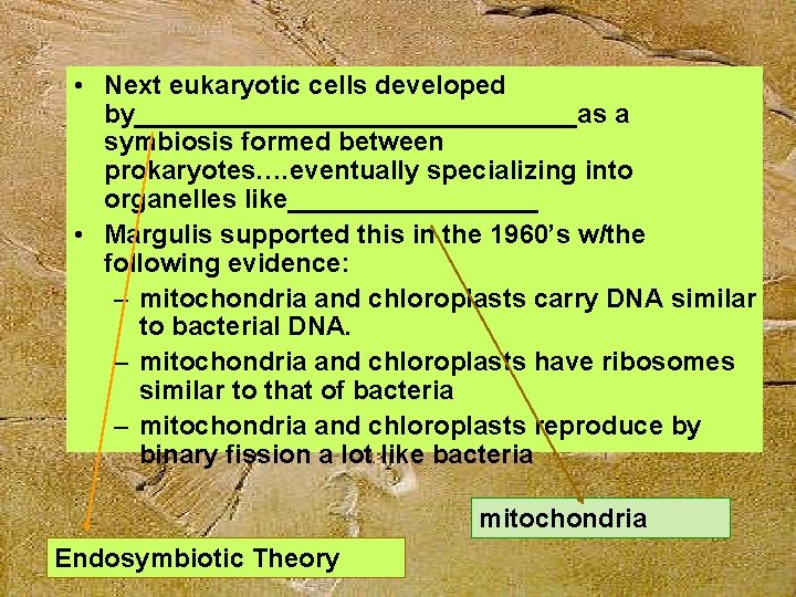  • Next eukaryotic cells developed by_______________as a symbiosis formed between prokaryotes…. eventually specializing