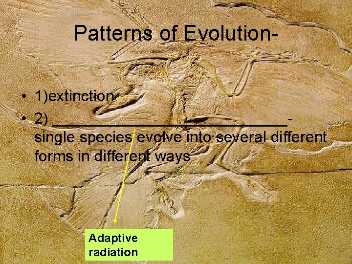 Patterns of Evolution • 1)extinction • 2) ______________single species evolve into several different forms