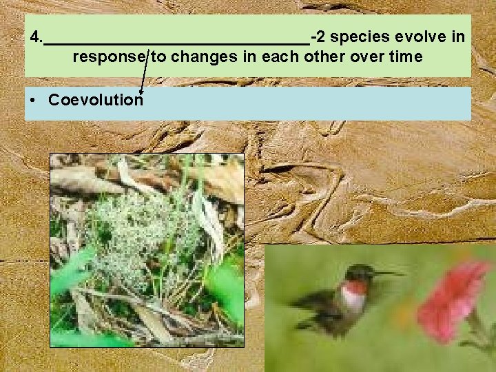 4. _______________-2 species evolve in response to changes in each other over time •