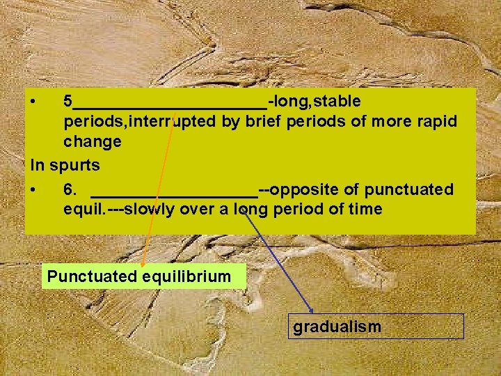  • 5___________-long, stable periods, interrupted by brief periods of more rapid change In