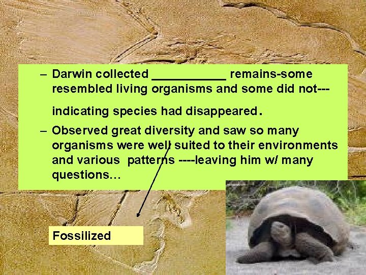 – Darwin collected ______ remains-some resembled living organisms and some did not--indicating species had