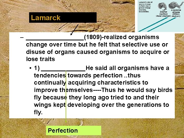 Lamarck – _________(1809)-realized organisms change over time but he felt that selective use or