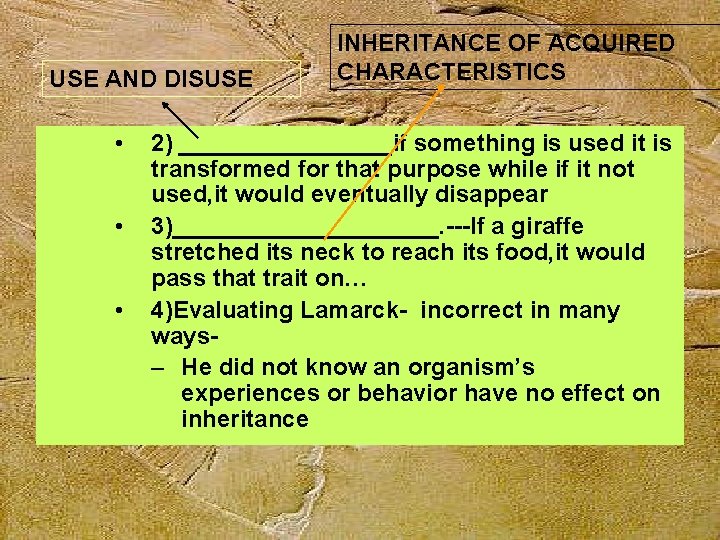 USE AND DISUSE • • • INHERITANCE OF ACQUIRED CHARACTERISTICS 2) ________if something is