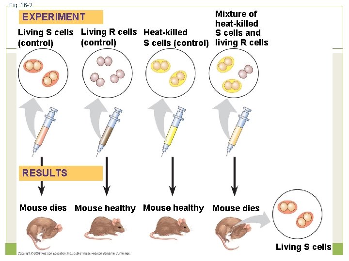 Fig. 16 -2 Mixture of heat-killed Living S cells Living R cells Heat-killed S