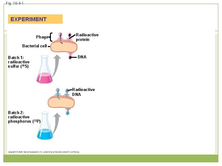 Fig. 16 -4 -1 EXPERIMENT Phage Radioactive protein Bacterial cell Batch 1: radioactive sulfur