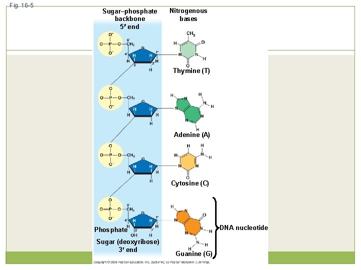 Fig. 16 -5 Sugar–phosphate backbone 5 end Nitrogenous bases Thymine (T) Adenine (A) Cytosine