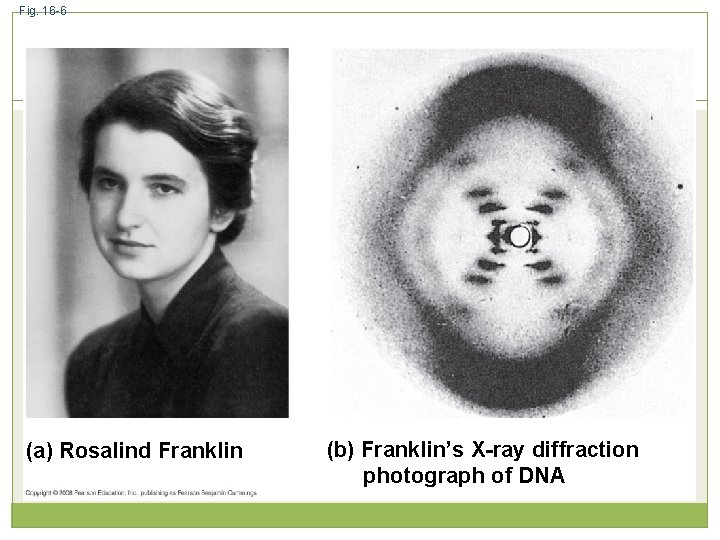 Fig. 16 -6 (a) Rosalind Franklin (b) Franklin’s X-ray diffraction photograph of DNA 