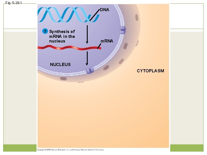 Fig. 5 -26 -1 DNA 1 Synthesis of m. RNA in the nucleus m.