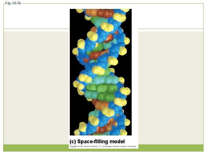 Fig. 16 -7 b (c) Space-filling model 