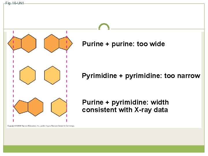 Fig. 16 -UN 1 Purine + purine: too wide Pyrimidine + pyrimidine: too narrow