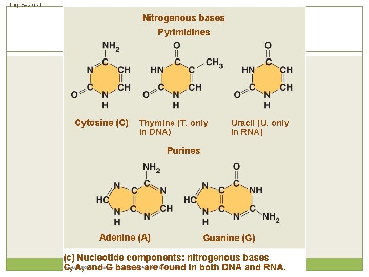 Fig. 5 -27 c-1 Nitrogenous bases Pyrimidines Cytosine (C) Thymine (T, only in DNA)