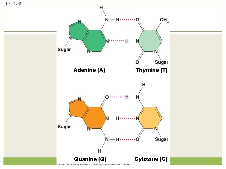 Fig. 16 -8 Adenine (A) Thymine (T) Guanine (G) Cytosine (C) 
