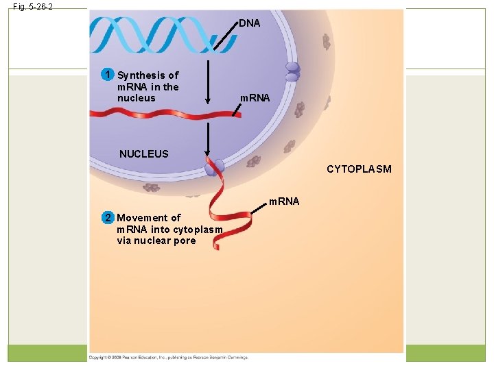 Fig. 5 -26 -2 DNA 1 Synthesis of m. RNA in the nucleus m.