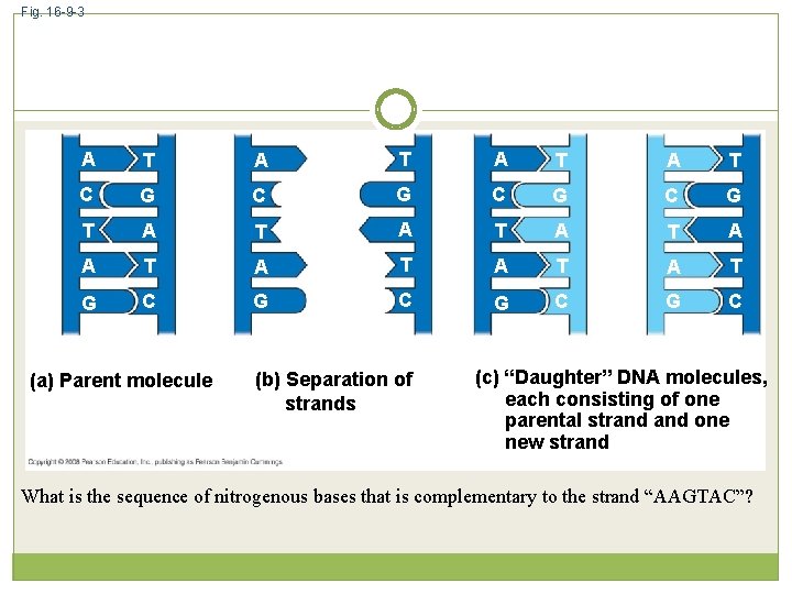 Fig. 16 -9 -3 A T A T C G C G T A