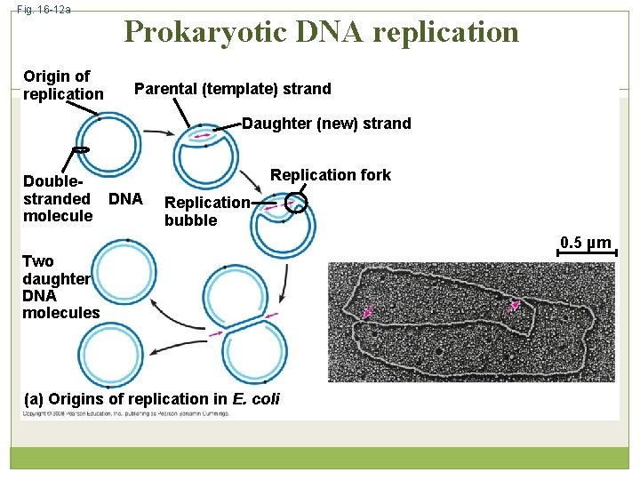 Fig. 16 -12 a Origin of replication Prokaryotic DNA replication Parental (template) strand Daughter