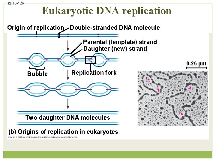 Fig. 16 -12 b Eukaryotic DNA replication Origin of replication Double-stranded DNA molecule Parental