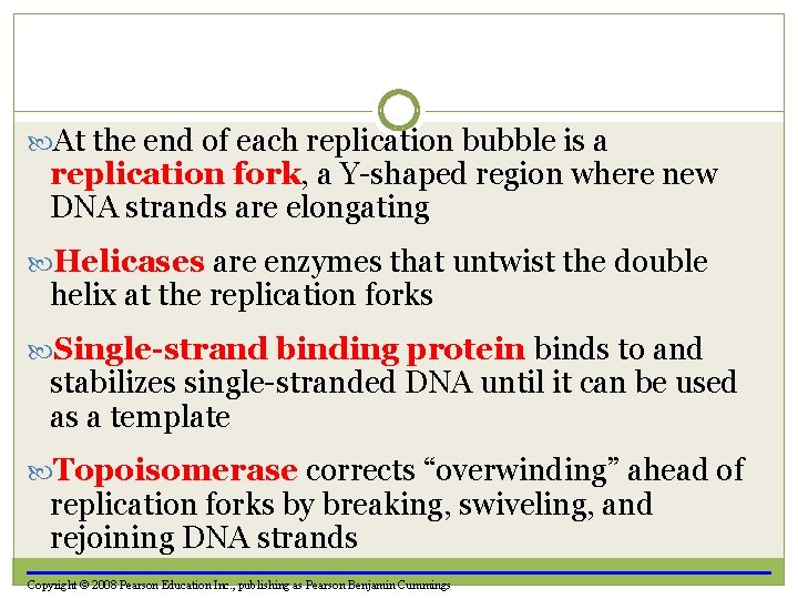  At the end of each replication bubble is a replication fork, a Y-shaped