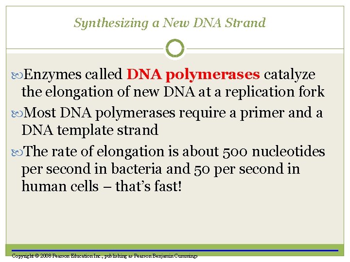 Synthesizing a New DNA Strand Enzymes called DNA polymerases catalyze the elongation of new