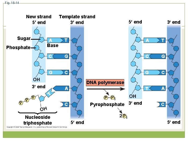 Fig. 16 -14 New strand 5 end Sugar 5 end 3 end T A