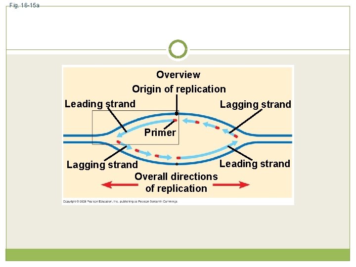 Fig. 16 -15 a Overview Origin of replication Leading strand Lagging strand Primer Leading