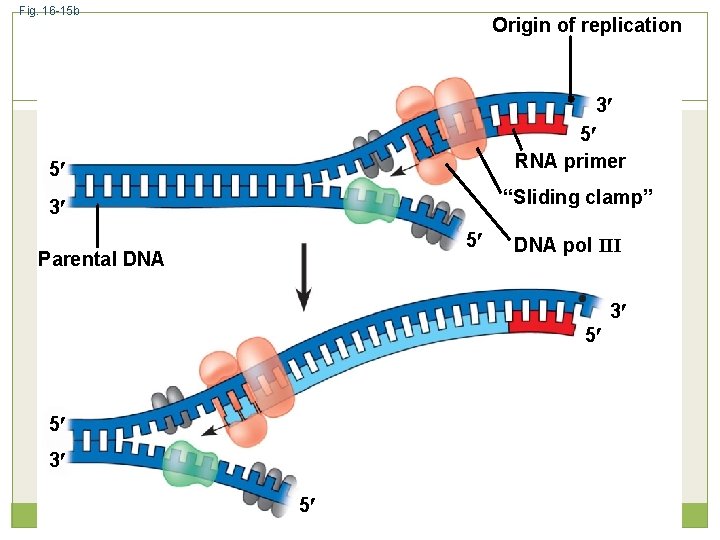 Fig. 16 -15 b Origin of replication 3 5 RNA primer 5 “Sliding clamp”