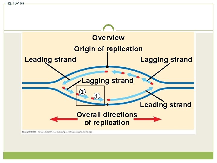 Fig. 16 -16 a Overview Origin of replication Leading strand Lagging strand 2 1