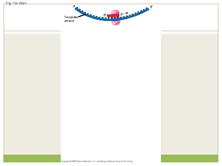 Fig. 16 -16 b 1 3 Template strand 5 5 3 