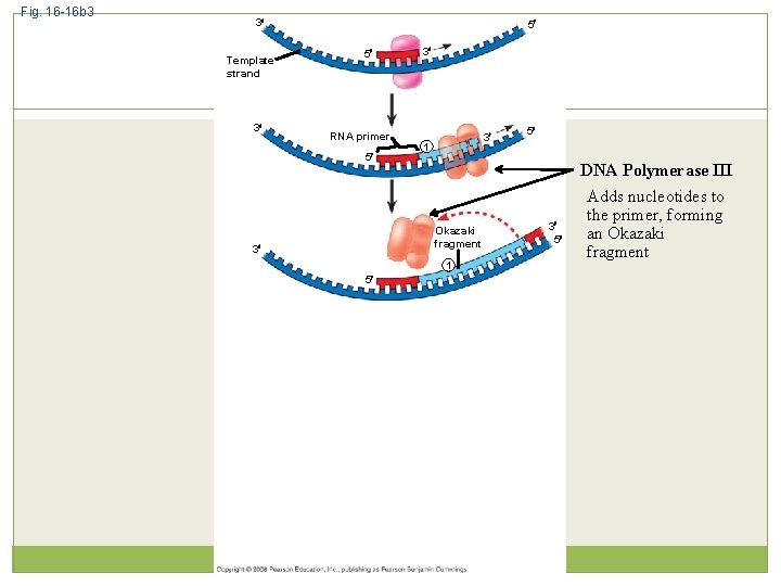 Fig. 16 -16 b 3 3 Template strand 3 5 5 RNA primer 5