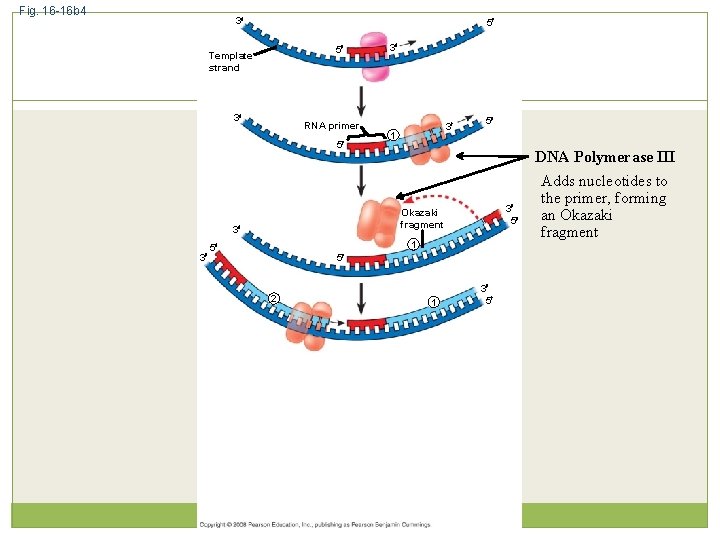 Fig. 16 -16 b 4 3 5 5 Template strand 3 RNA primer 5