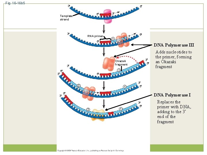 Fig. 16 -16 b 5 3 5 5 Template strand 3 RNA primer 5