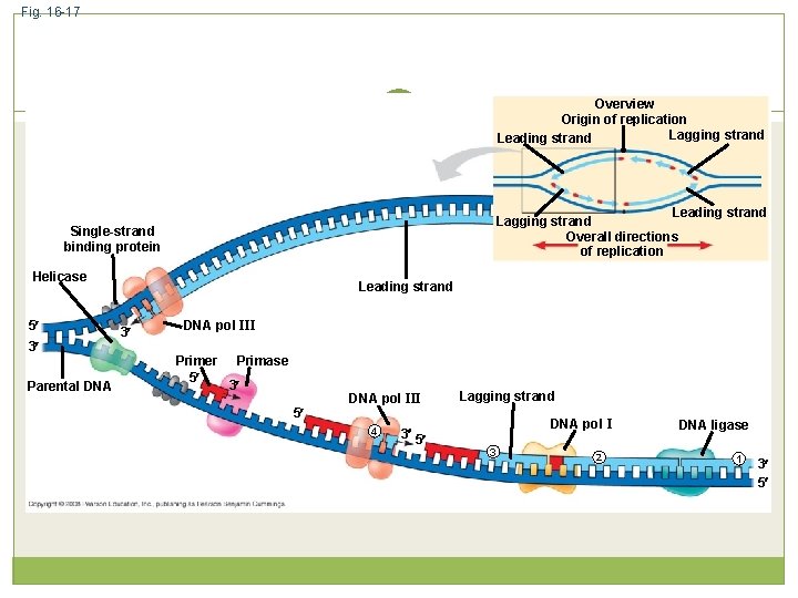 Fig. 16 -17 Overview Origin of replication Lagging strand Leading strand Lagging strand Overall