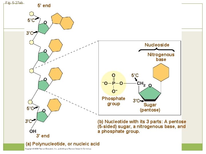 Fig. 5 -27 ab 5' end 5'C 3'C Nucleoside Nitrogenous base 5'C Phosphate group