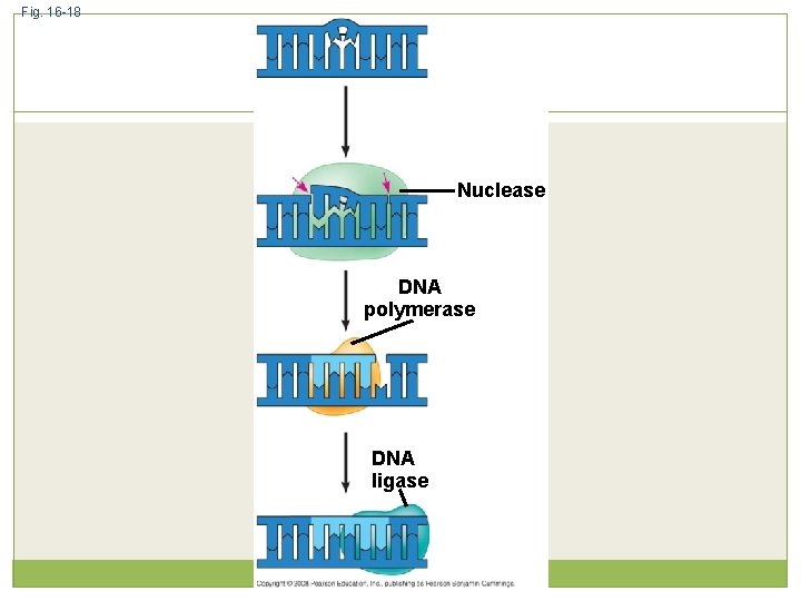 Fig. 16 -18 Nuclease DNA polymerase DNA ligase 