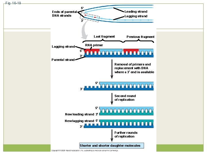 Fig. 16 -19 5 Leading strand Lagging strand Ends of parental DNA strands 3