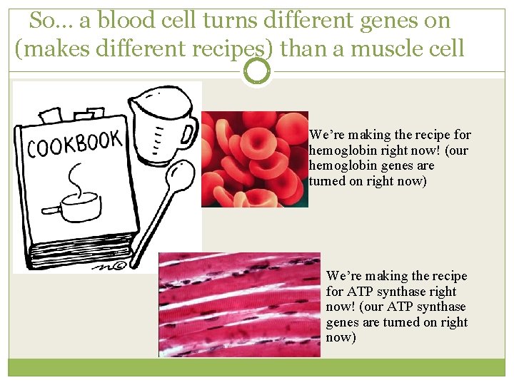 So… a blood cell turns different genes on (makes different recipes) than a muscle