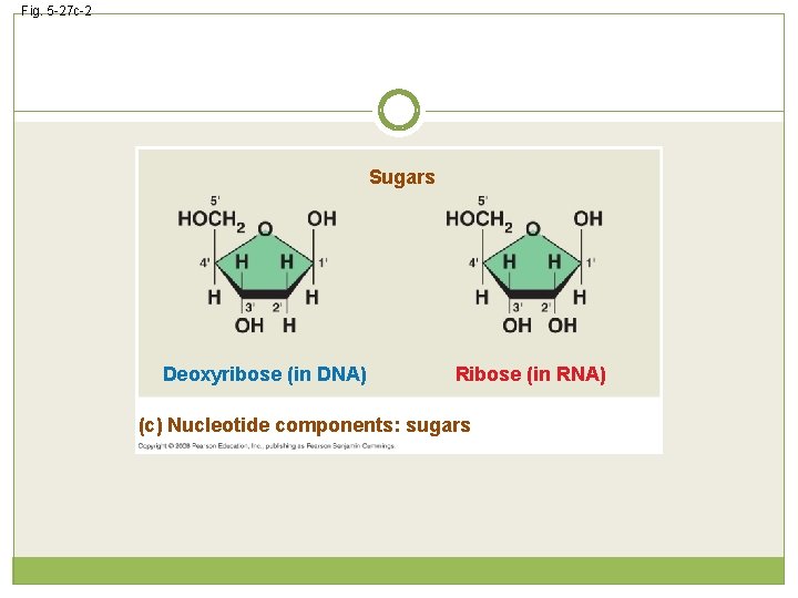 Fig. 5 -27 c-2 Sugars Deoxyribose (in DNA) Ribose (in RNA) (c) Nucleotide components: