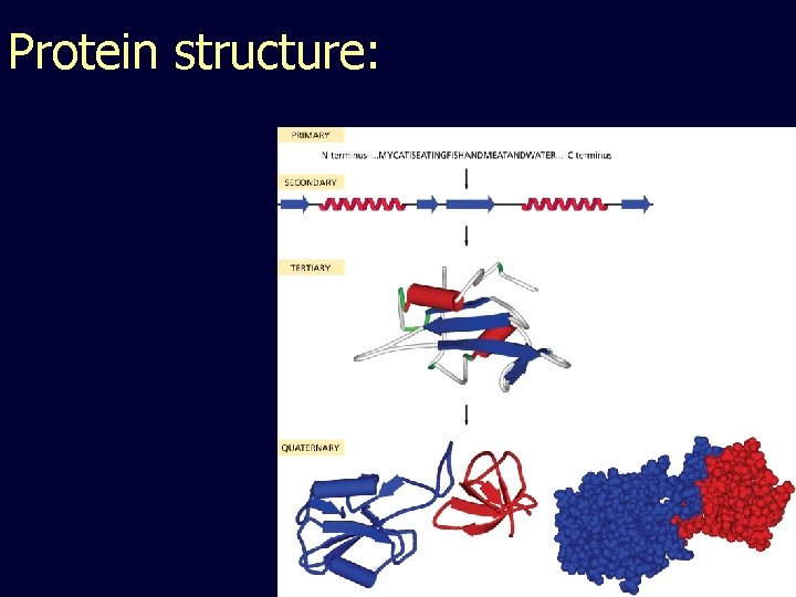 Protein structure: 