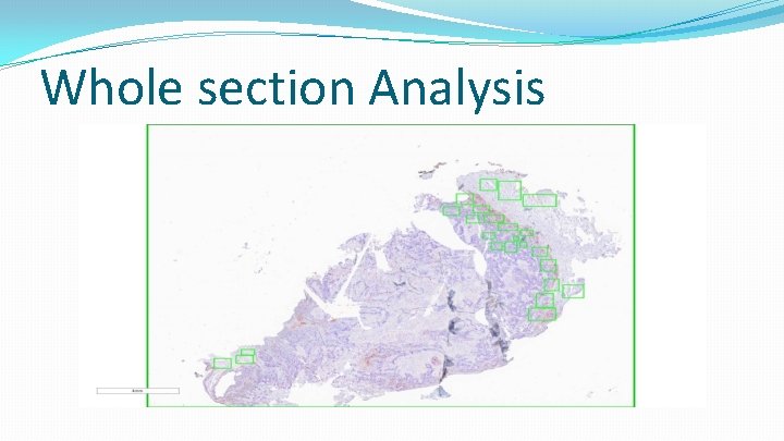 Whole section Analysis 