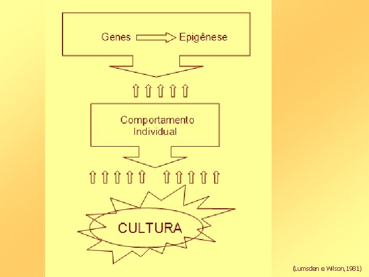 (Lumsden e Wilson, 1981) 