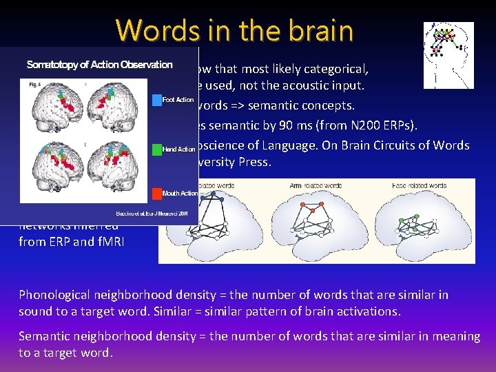 Words in the brain Psycholinguistic experiments show that most likely categorical, phonological representations are