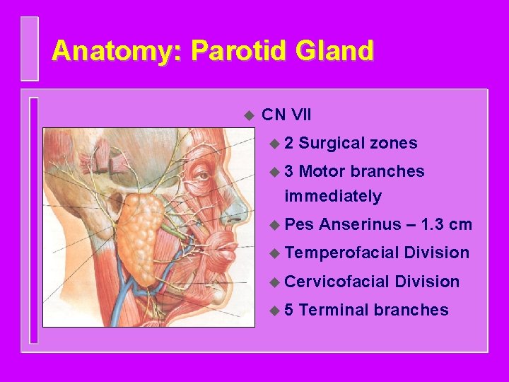 Anatomy: Parotid Gland u CN VII u 2 Surgical zones u 3 Motor branches