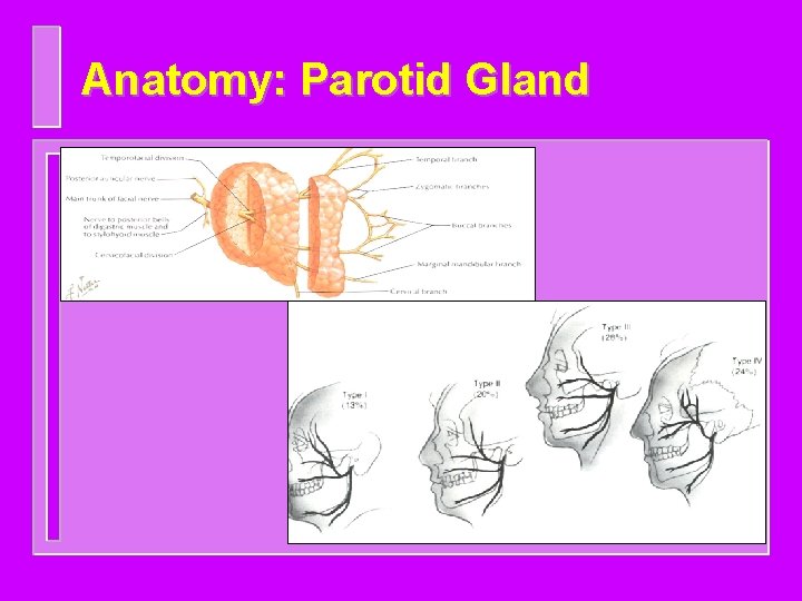 Anatomy: Parotid Gland 