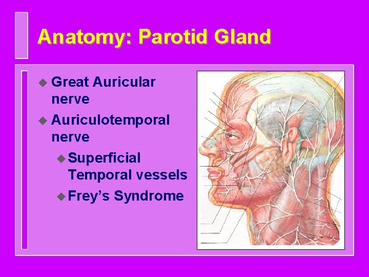 Anatomy: Parotid Gland u Great Auricular nerve u Auriculotemporal nerve u Superficial Temporal vessels