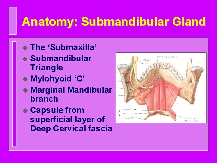 Anatomy: Submandibular Gland u The ‘Submaxilla’ u Submandibular Triangle u Mylohyoid ‘C’ u Marginal