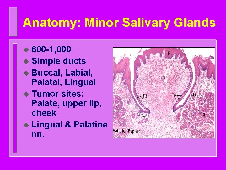 Anatomy: Minor Salivary Glands u 600 -1, 000 u Simple ducts u Buccal, Labial,